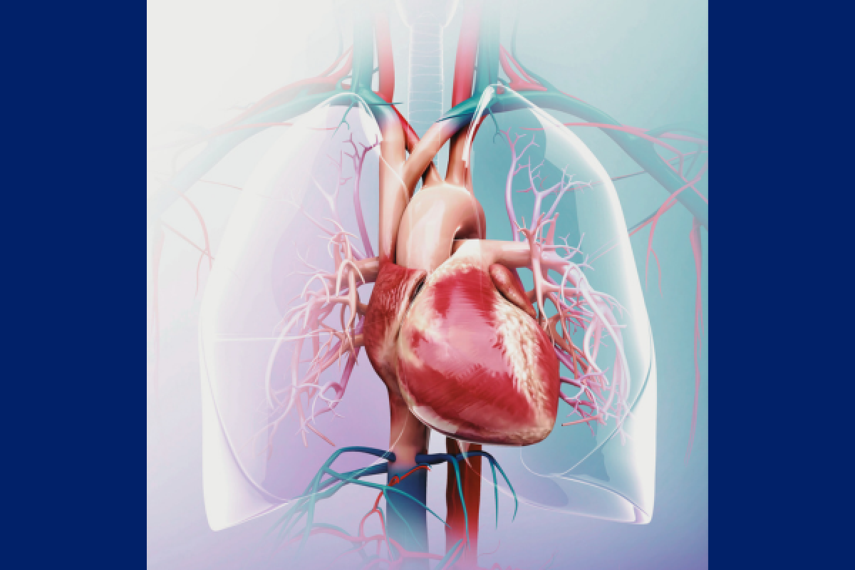 graphical image of a heart