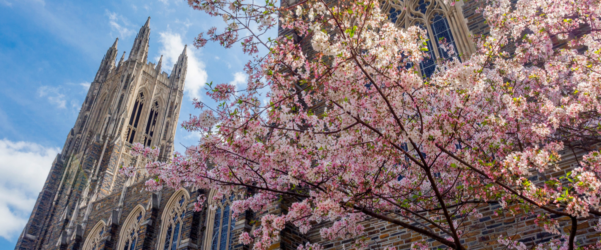 Image of Duke Chapel with flowering tree in foreground.