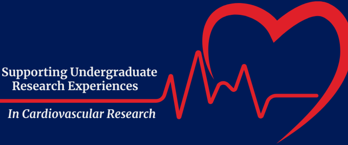 Supporting Undergraduate Research Experiences in Cardiovascular Research; graphical heart and heartbeat line