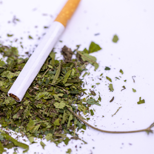 Image of tobacco cigarette lying on loose cannabis leaves.