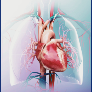 graphical image of a heart